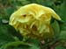alice_harding07