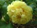 alice_harding09