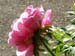 hanadai_djin10