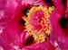 hanadai_djin18