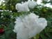 ice_storm06