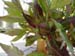 le_sang_lorrain02