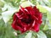 le_sang_lorrain07
