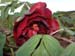 le_sang_lorrain09