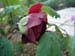 le_sang_lorrain10