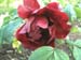 le_sang_lorrain12