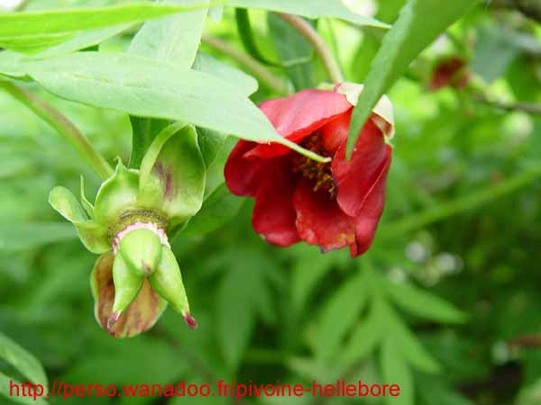 lutea talus06