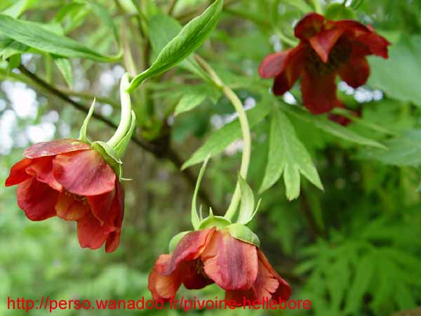 lutea talus07