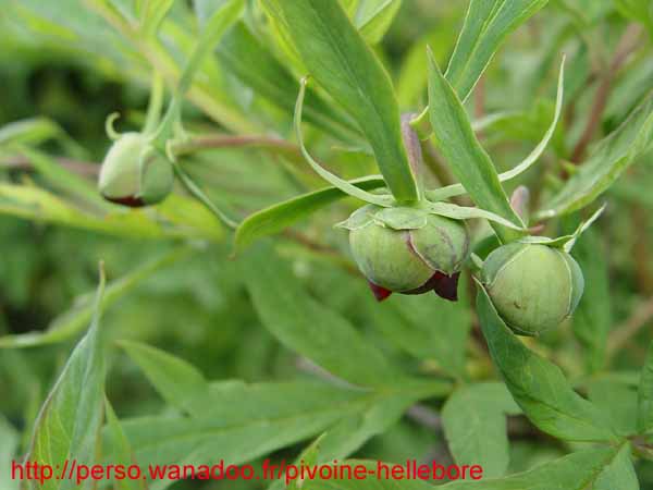 lutea talus08