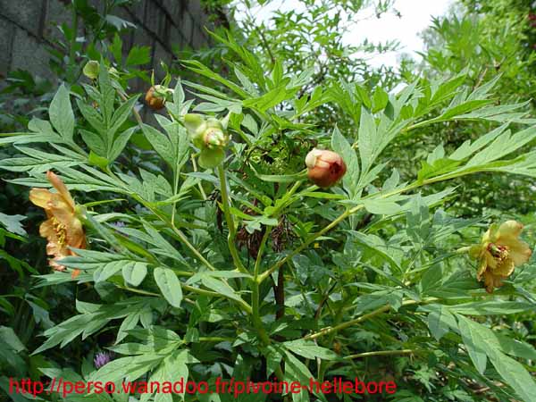 lutea_var_ludlowii_rb01
