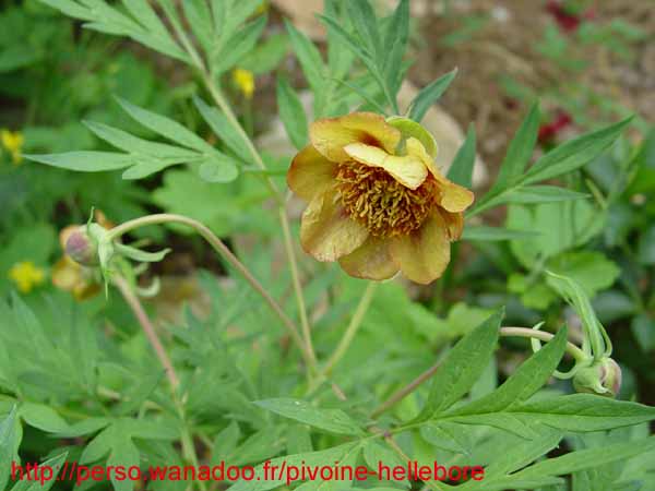 lutea_var_ludlowii_rb02