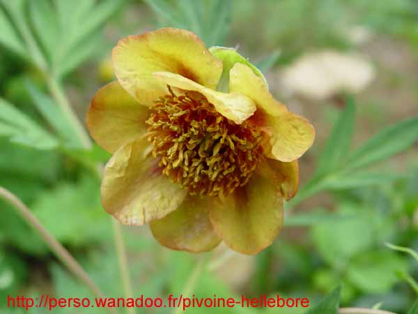 lutea_var_ludlowii_rb03