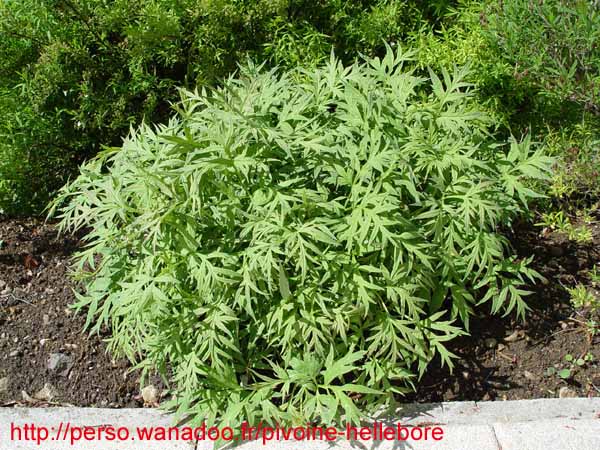 potaninii_trollioides04