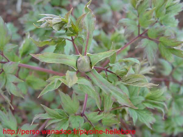 suffructicosa_var_papaveracea6582