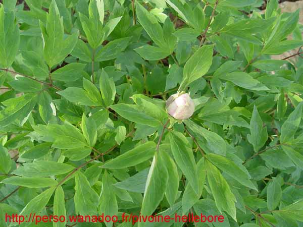 suffructicosa_var_papaveracea6583