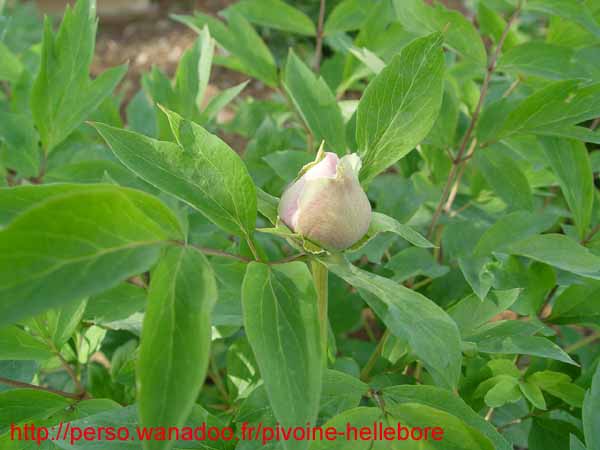 suffructicosa_var_papaveracea6584