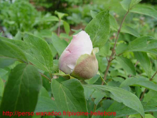 suffructicosa_var_papaveracea6585