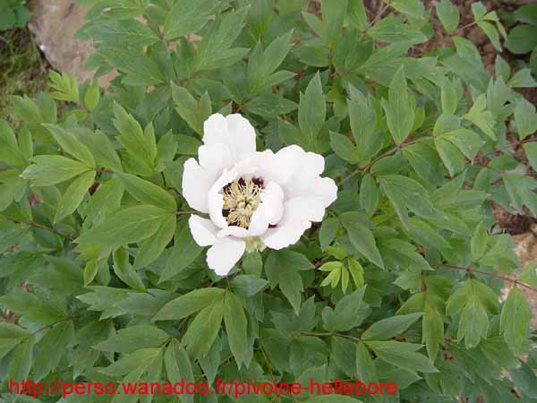 suffructicosa_var_papaveracea6587