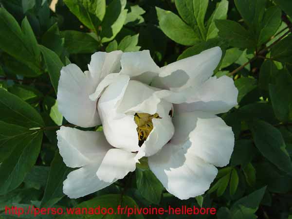 suffructicosa_var_papaveracea6588