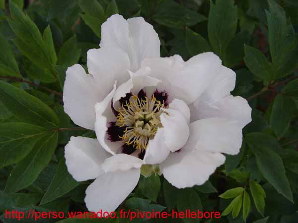 suffructicosa_var_papaveracea6589