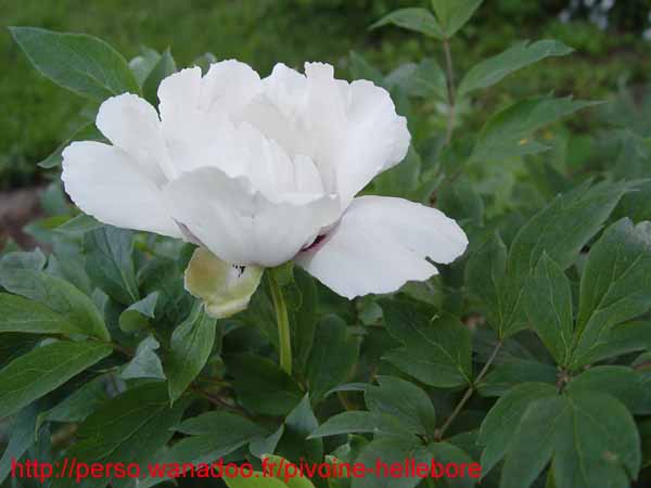 suffructicosa_var_papaveracea6590