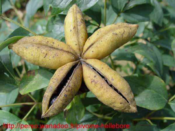 suffructicosa_var_papaveracea6591