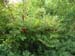 lutea talus01