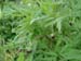 lutea talus03