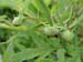 lutea talus08