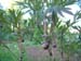 lutea_briant01