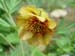 lutea_var_ludlowii_rb03