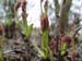 potaninii_trollioides01