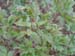 suffructicosa_var_papaveracea6582