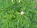 suffructicosa_var_papaveracea6583