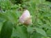 suffructicosa_var_papaveracea6585