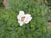 suffructicosa_var_papaveracea6587