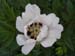 suffructicosa_var_papaveracea6589