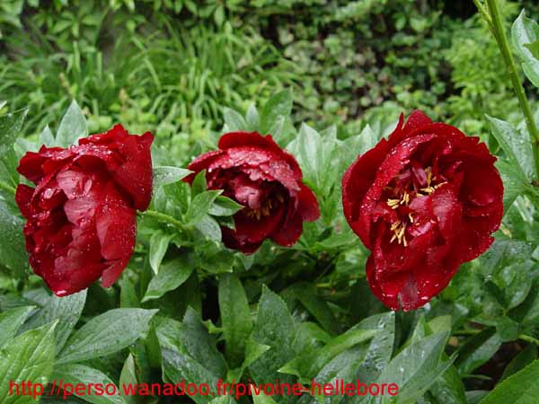 buckeye_belle02