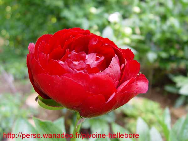 buckeye_belle04
