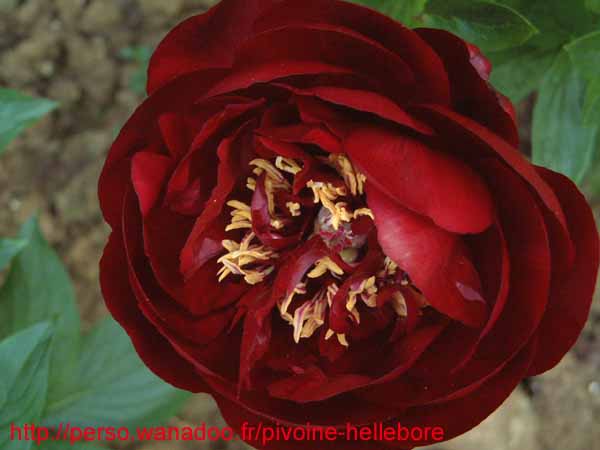 buckeye_belle05