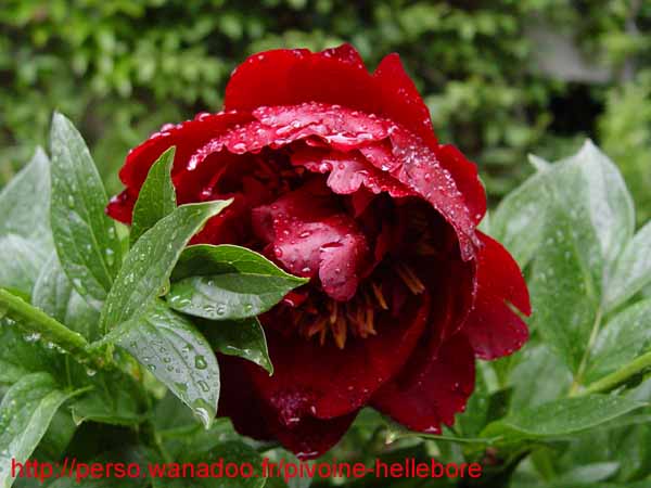 buckeye_belle06
