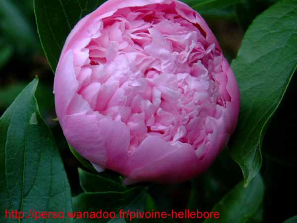 jule_elie02