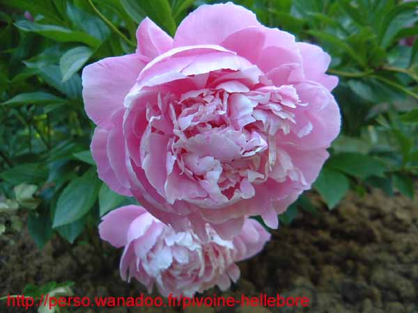 lovely_louise02