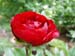 buckeye_belle04
