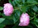 jule_elie01