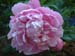 lovely_louise01