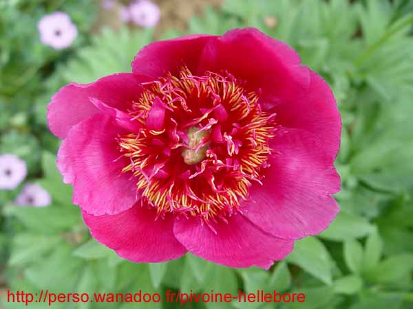 anemon06