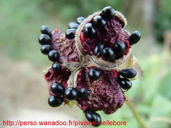 banatica10