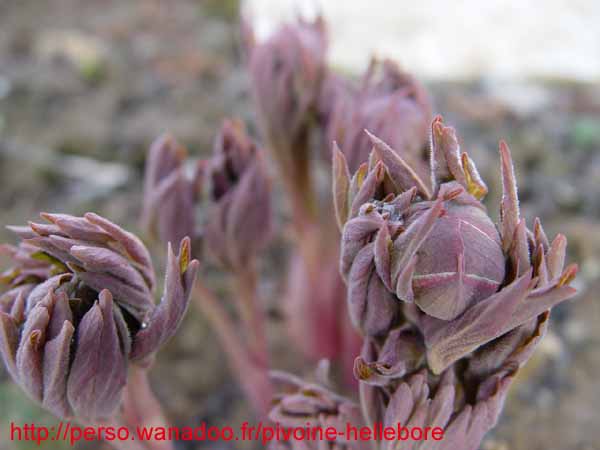 humilis_villosa01