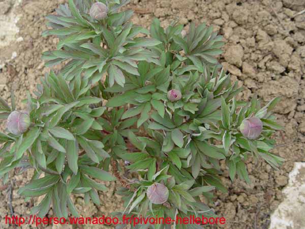 humilis_villosa02